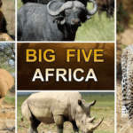 What are the Big 5 Animals to Encounter in an African Safari?