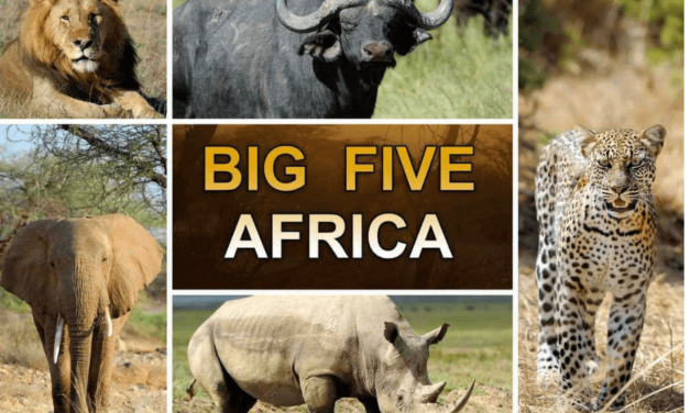 What are the Big 5 Animals to Encounter in an African Safari?