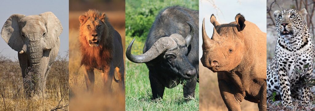 africa-safari-tour-big-5