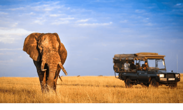 What is the Average Cost of an African Safari Trip?