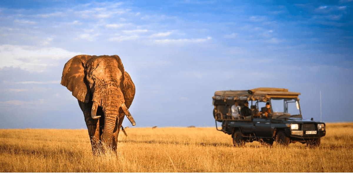 What is the Average Cost of an African Safari Trip?