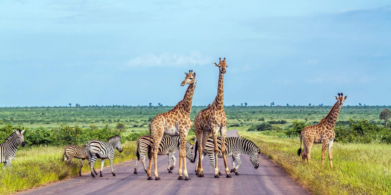 What are the Top African Countries that have the Best Wildlife Safari?