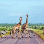 What are the Top African Countries that have the Best Wildlife Safari?